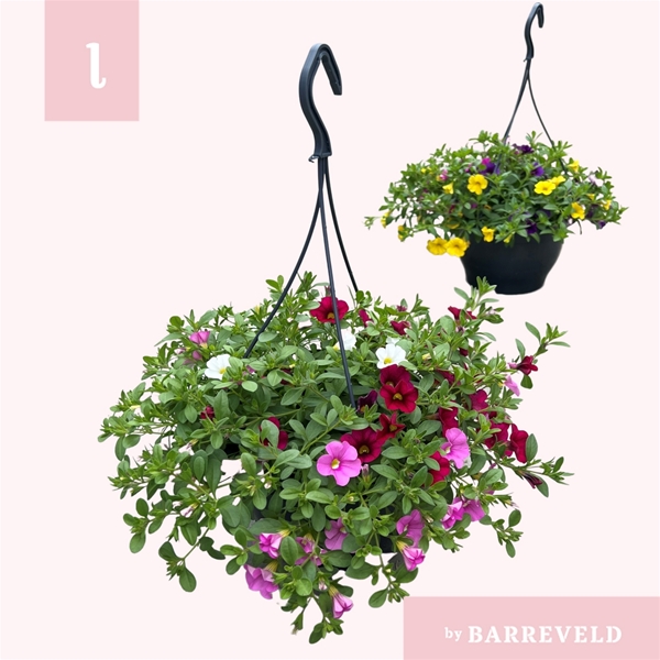 Calibrachoa Trio Mixlage Ampel