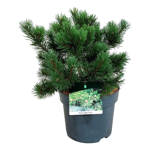 Pinus Mugo Gnom