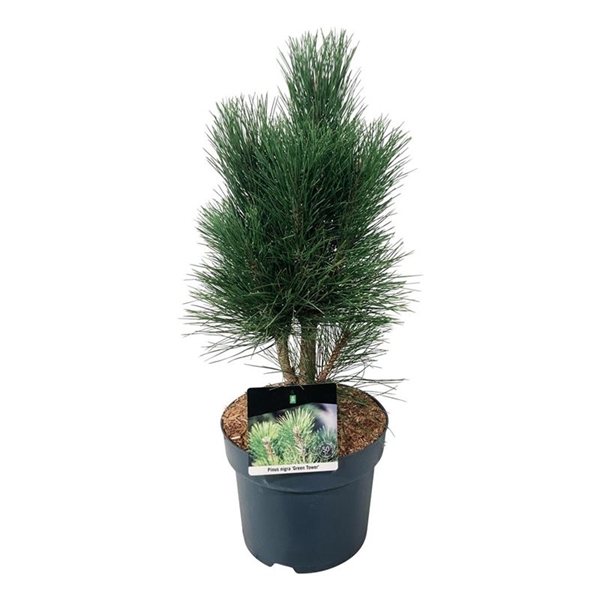 Pinus Nigra Green Tower