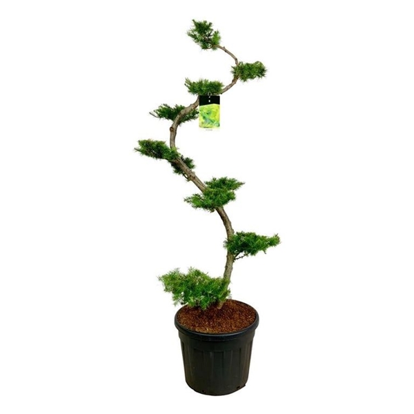 Larix Kaempferi