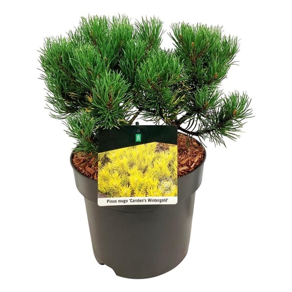 Pinus Mugo Carsten's Wintergold