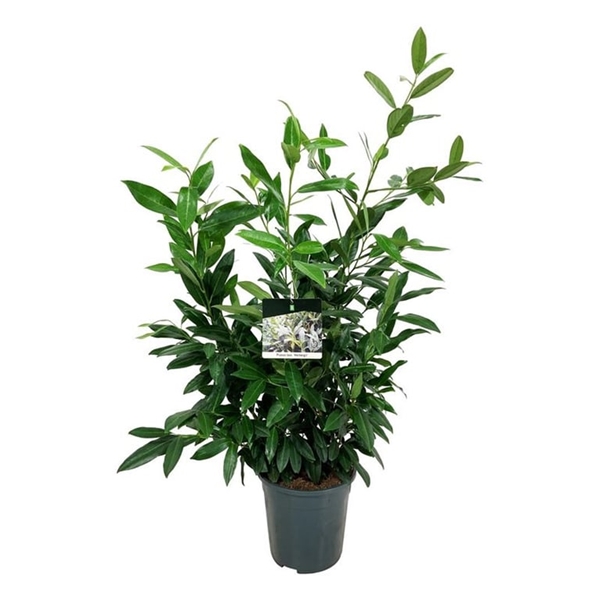 Prunus Herbergii