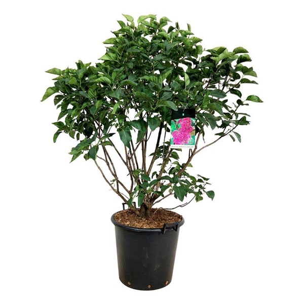 Syringa Vulgaris Andenken an Ludwig Späth