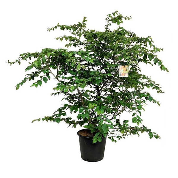 Parrotia Persica
