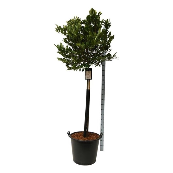 Magnolia Stellata Rosea