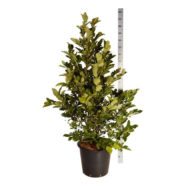 Magnolia Loebneri Wildcat