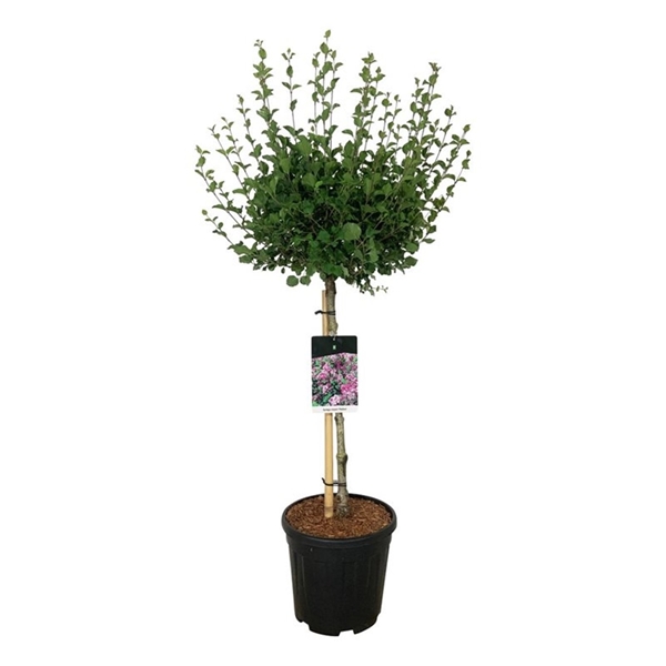 Syringa Meyeri Palibin