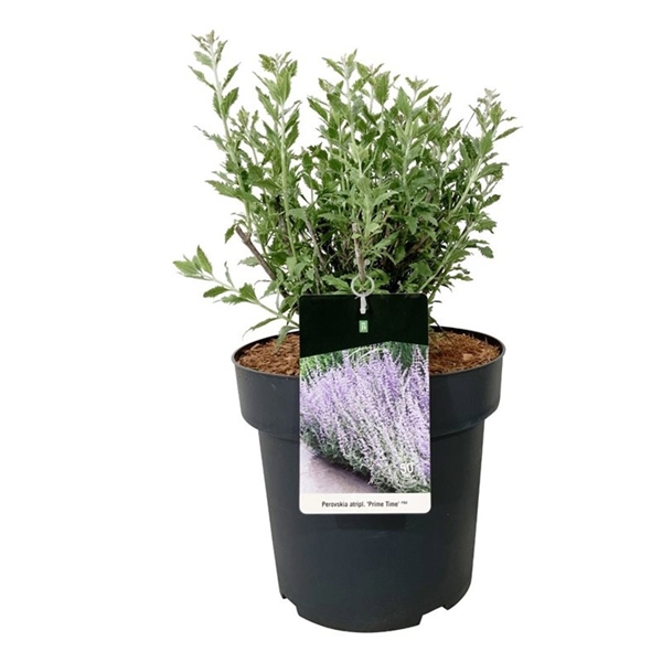 Perovskia Atriplicifolia Prime Time