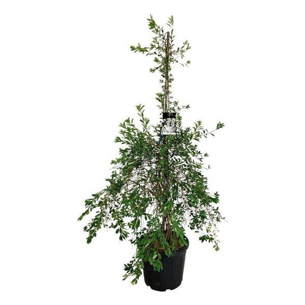 Exochorda The Bride