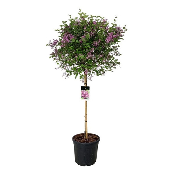 Syringa Bloomerang Dark Purple