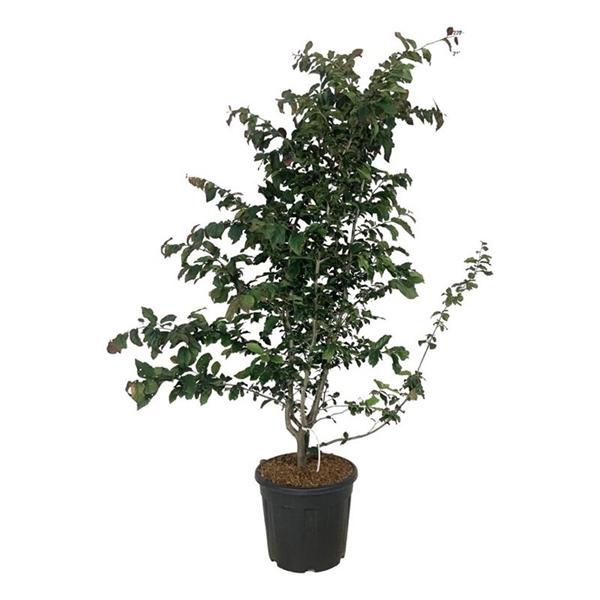 Parrotia Persica Bella
