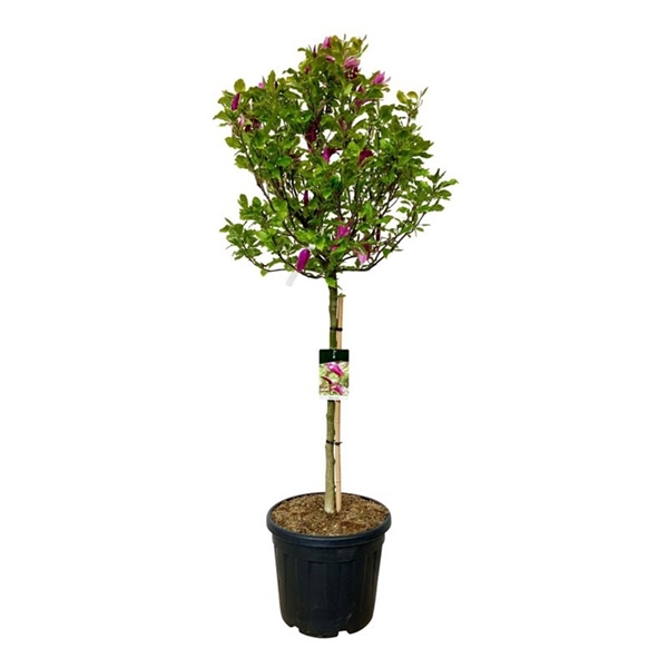 Magnolia Susan