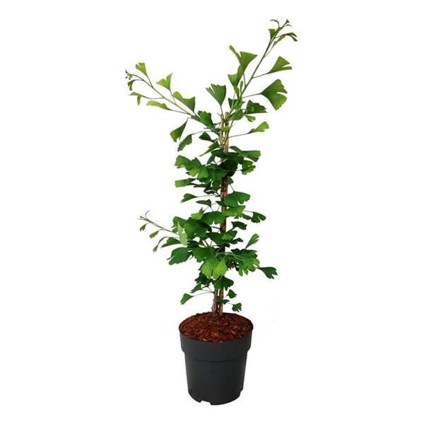 Ginkgo Biloba Select Compact