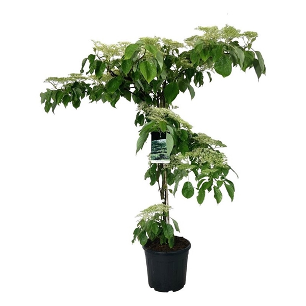 Cornus Controversa Pagoda