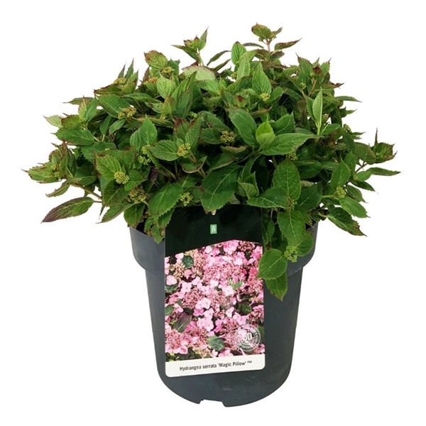 Hydrangea Serrata Magic Pillow