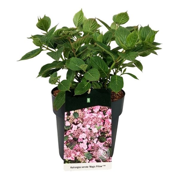 Hydrangea Serrata Magic Pillow