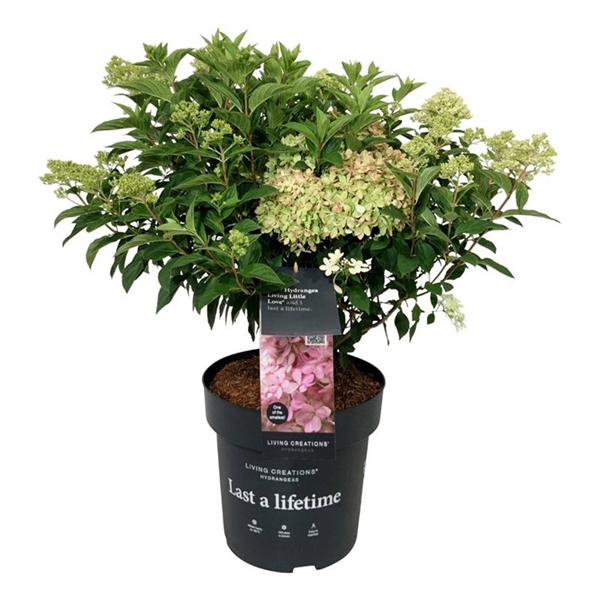 Hydrangea Paniculata Living Little Love