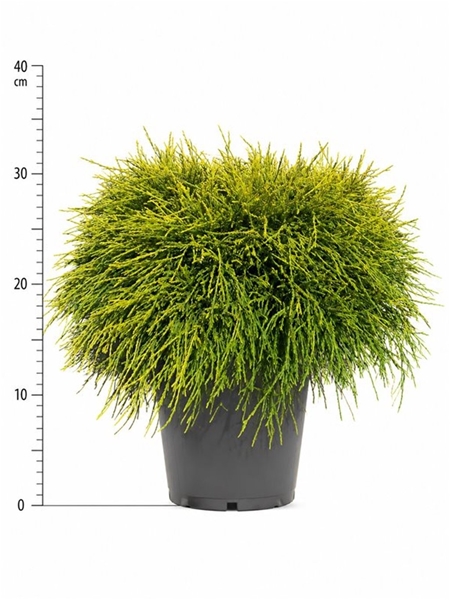 Chamaecyparis Pisifera Sungold