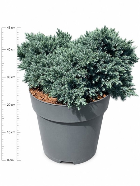 Juniperus Squamata Blue Star