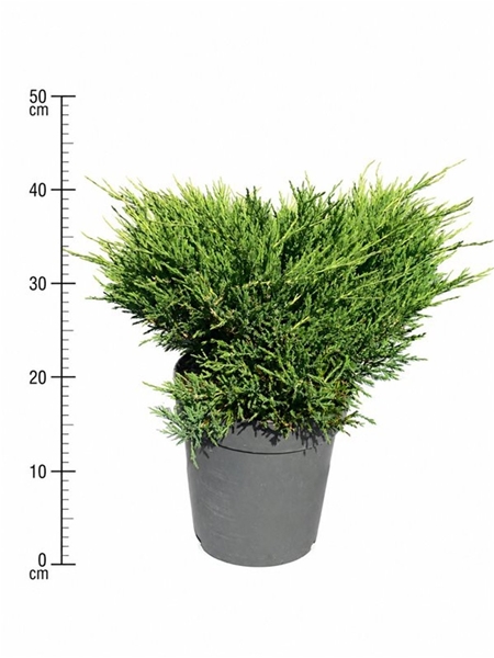 Juniperus Horizontalis Andorra Compact