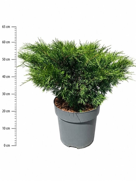 Juniperus Sabina