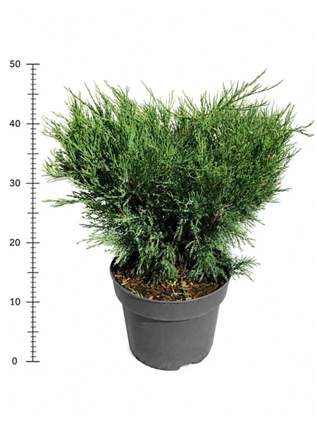 Juniperus Sabina