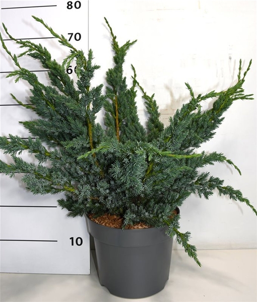 Juniperus Squamata Meyeri