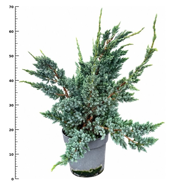 Juniperus Squamata Meyeri