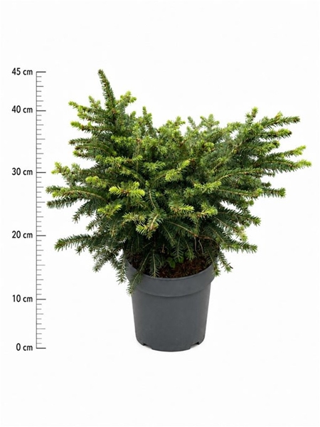 Picea Abies Nidiformis