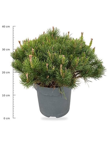 Pinus Mugo Mugo