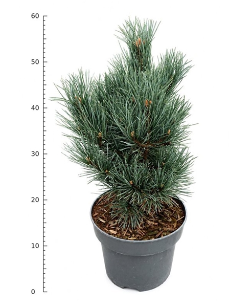 Pinus Sylvestris Watereri