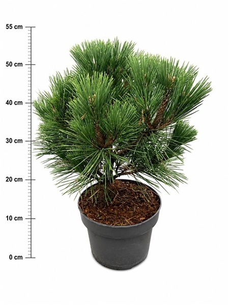 Pinus Thunbergii Sayonara