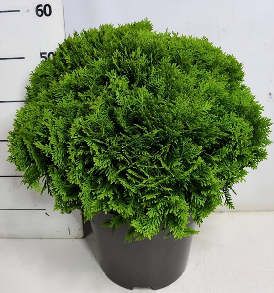 Thuja Occidentalis Danica