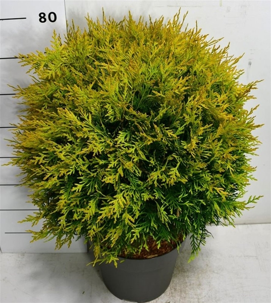 Thuja Occidentalis Golden Globe