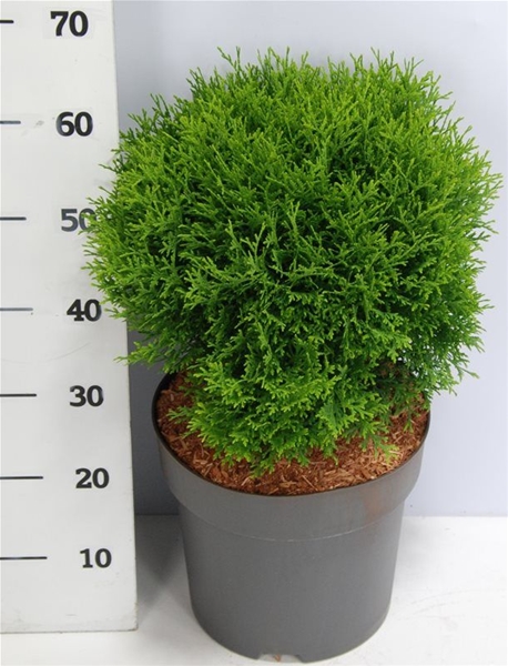 Thuja Occidentalis Little Giant