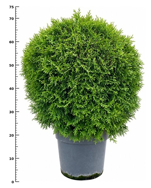 Thuja Occidentalis Little Giant