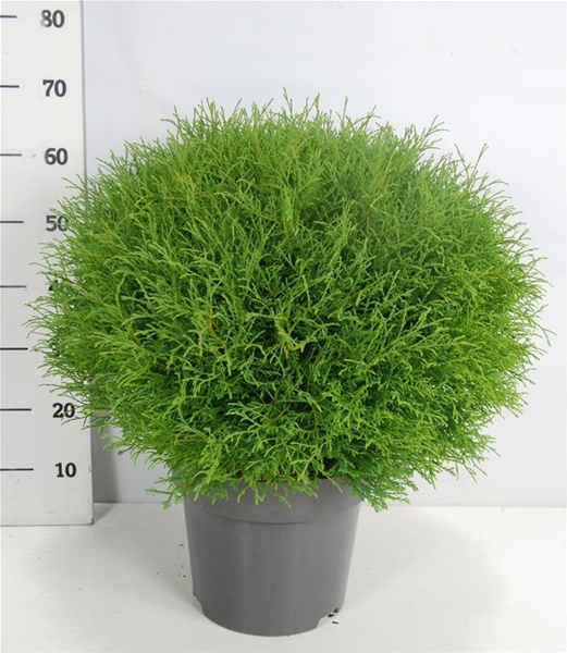 Thuja Occidentalis Mr Bowling Ball