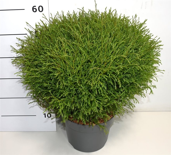 Thuja Occidentalis Mr Bowling Ball