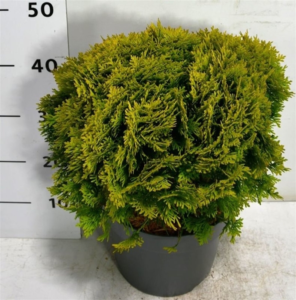 Thuja Occidentalis Mirjam