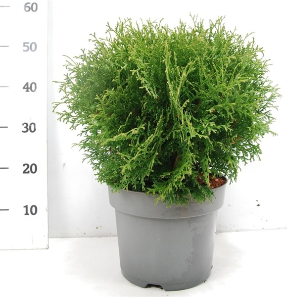 Thuja Occidentalis Tiny Tim