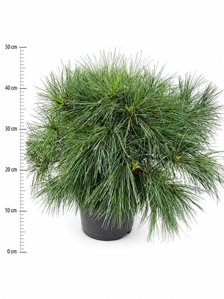 Pinus Strobus Blue Shag