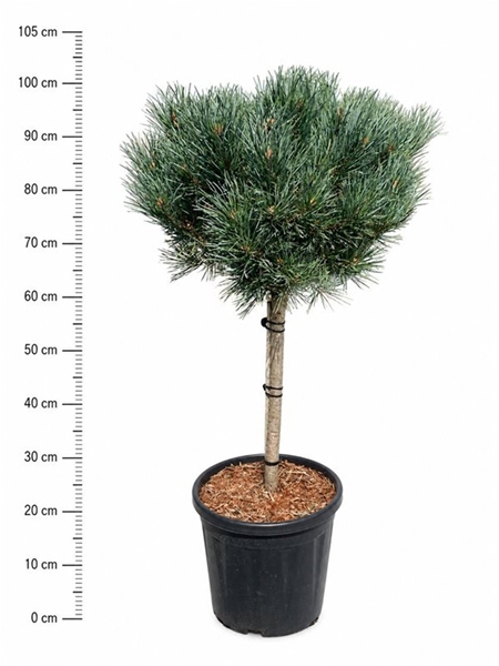 Pinus Sylvestris Watereri 40cm Stam