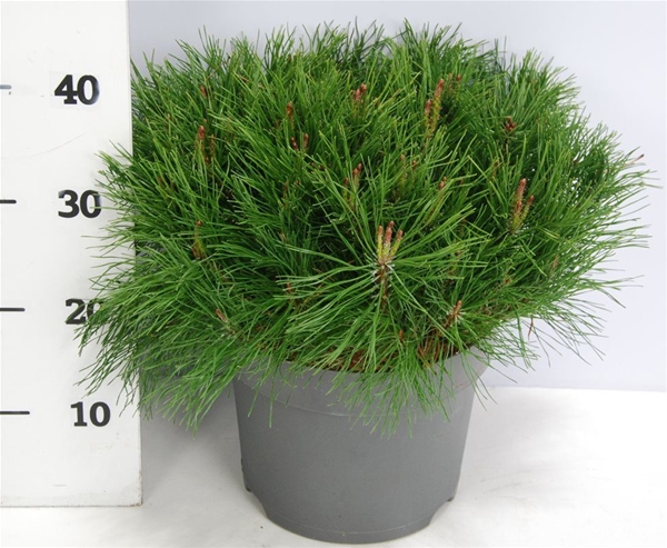 Pinus Mugo Mugo