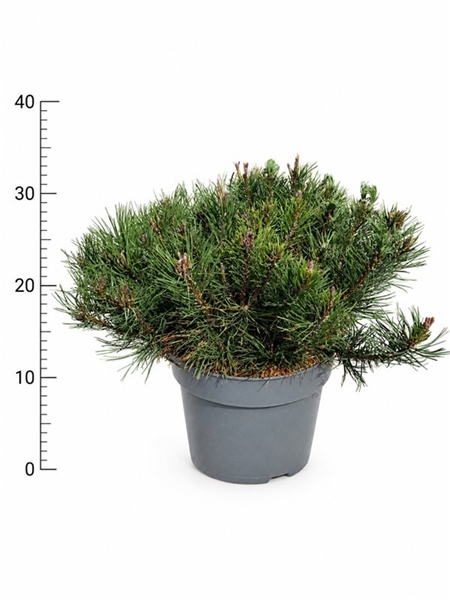Pinus Mugo Mugo