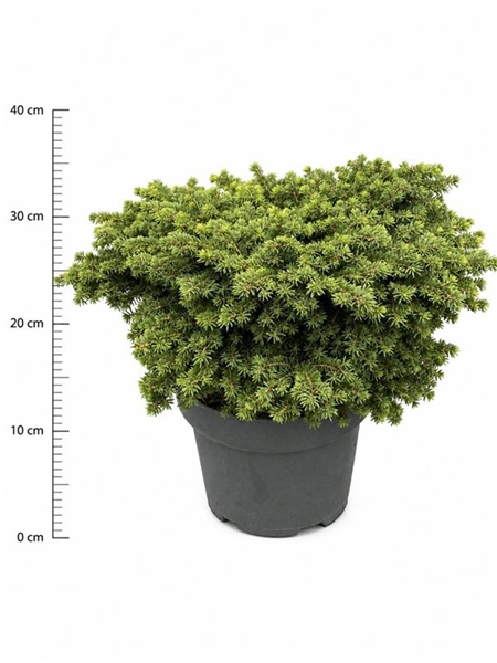 Picea Abies Little Gem