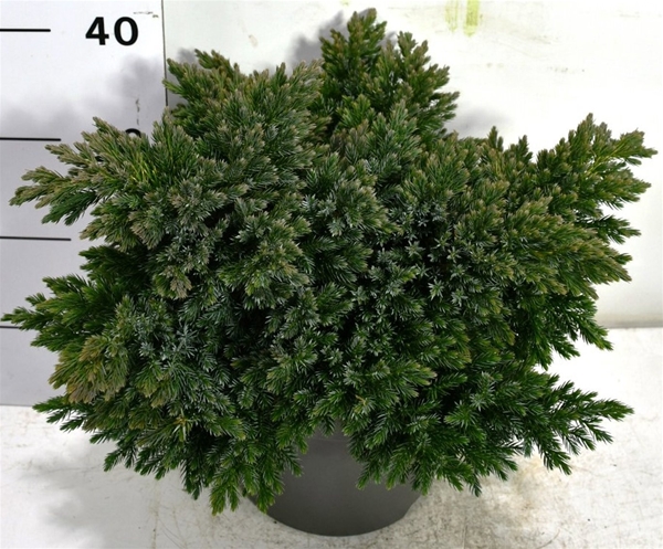 Juniperus Squamata Blue Star