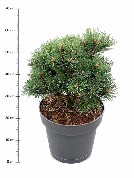 Pinus Mugo Mops