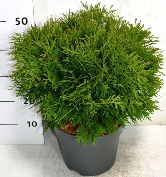 Thuja Occidentalis Woodwardii