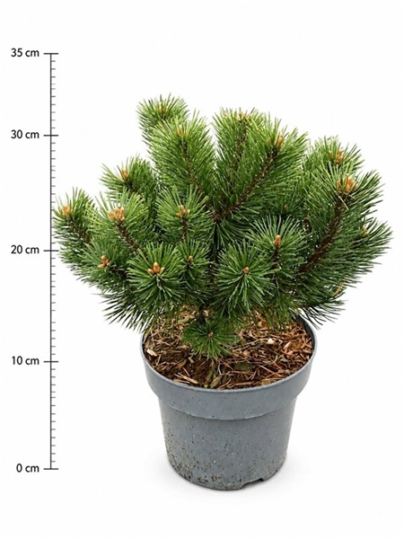 Pinus Mugo Mumpitz