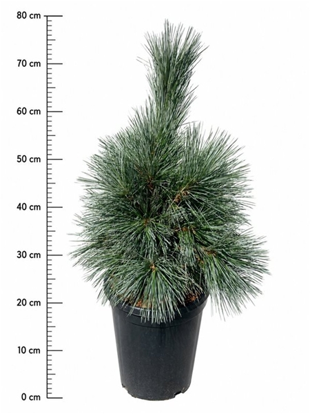 Pinus Flexillis Vanderwolfs Pyramid